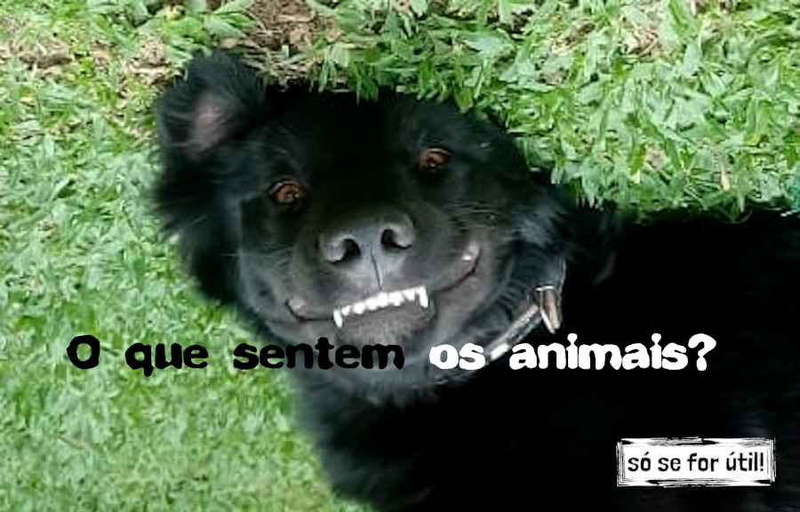 O que sentem os animais?